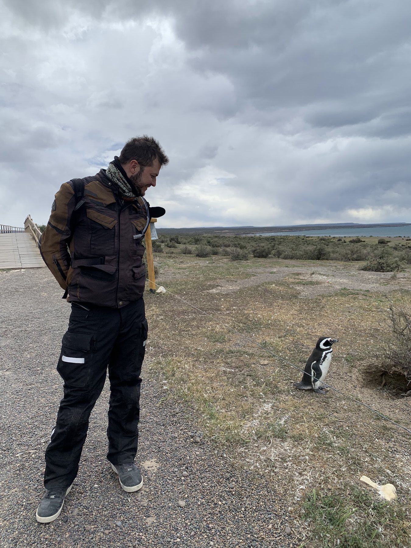 Um dos pinguins-de-magalhães em Punta Tombo, no caminho de volta pela costa argentina